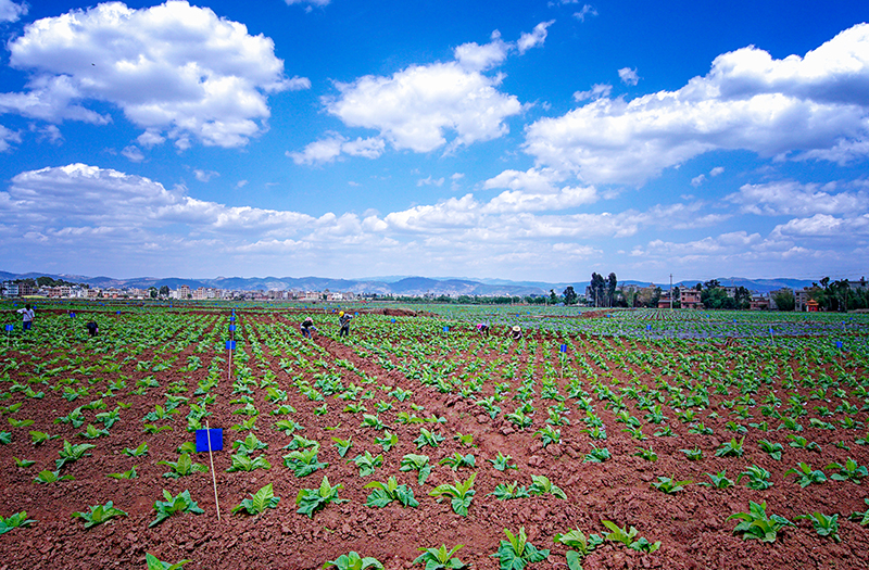生(shēng)産基地